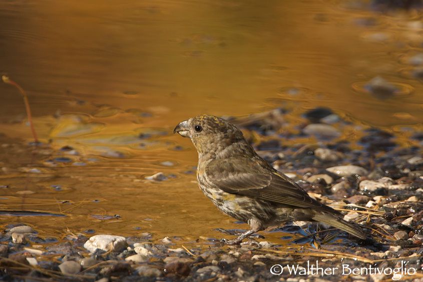 Nikon D2Xlens Nikon AF-S VR 200-400/4 G IF-EDPaneveggio (TN) Crociere juv. (Loxia curvirostra)