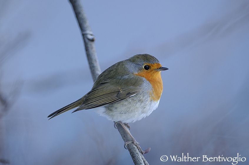 Nikon D300lens Nikon AF-S VR 200-400/4 G IF-EDLago di Caldonazzo (TN) Pettirosso (Erithacus rubecula)