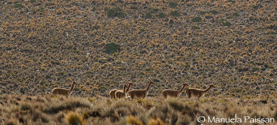 Nikon D300lens Nikon AF-S VR 70-200/2.8 IF-EDParque Nacional Lauca - Chile Vigogne (Vicugna vicugna)