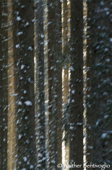 Nikon D300lens Nikon AF-D 80-200/2.8 EDMonte Bondone (TN) Bosco con neve