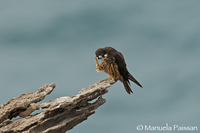 Nikon D300lens Nikon AF-S 600/4 IF-EDIsola di San Pietro (Sardegna) Falco della regina (Falco eleonorae)
