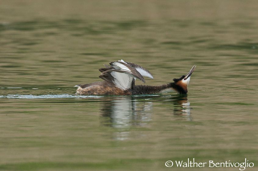 Nikon D300lens Nikon AF-S VR 600/4 IF-EDLago di Caldonazzo - Italia Parata di corteggiamento