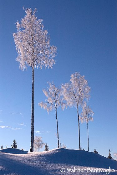 Betulle nel gelo invernale