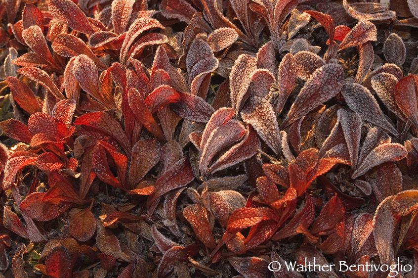 Uva orsina con brina