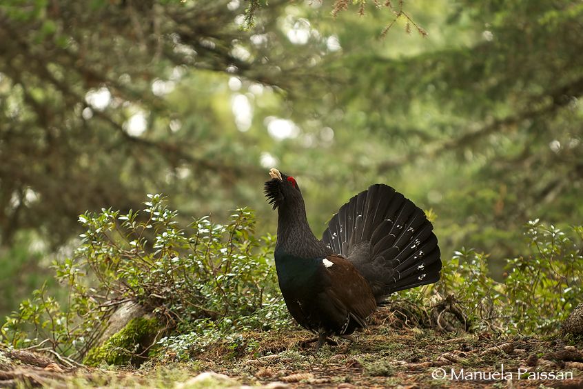 Nikon D300lens Nikon AF-S VR 70-200/2.8Passo di Lavazè Gallo cedrone (Tetrao urogallus)