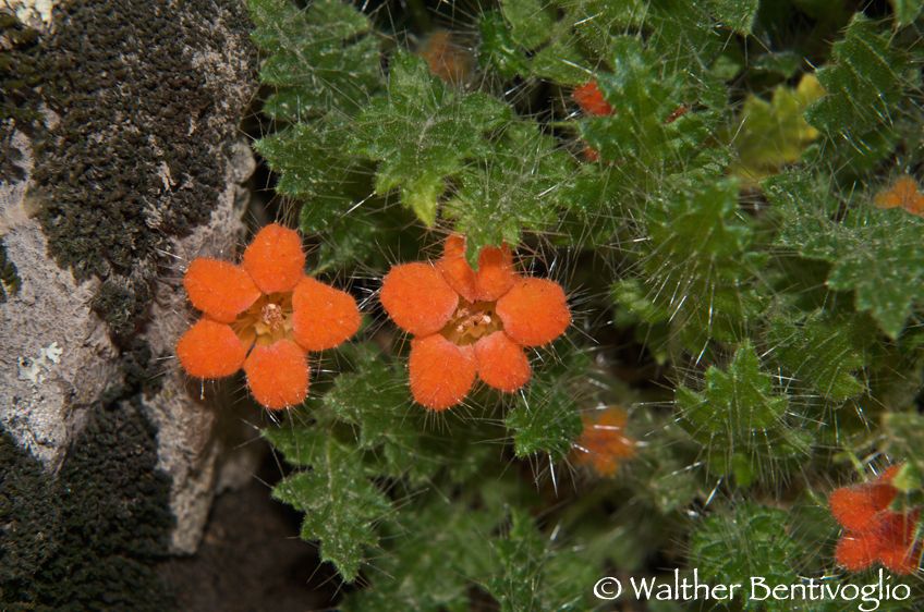 Nikon D300lens Nikon AF-S 24-70/2.8 IF-EDParque Nacional Lauca - Chile Fiori dell'altopiano andino