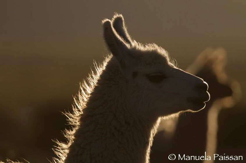 Nikon D300lens Nikon AF-S VR 70-200/2.8 IF-EDParque Nacional Volcan Isluga - Chile Lama