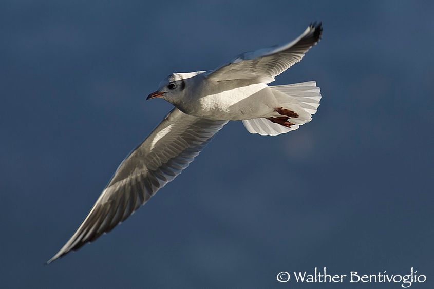 Nikon D2Xlens Nikon AF 80-200/2.8 EDLago di Caldonazzo - Italia Gabbiano comune (Larus ridibundus)