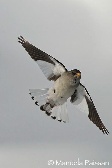 Nikon D300lens Nikon AF-S 300/4 IF-ED Bocca di Selva (VR) Fringuello alpino m. (Montifringilla nivalis)