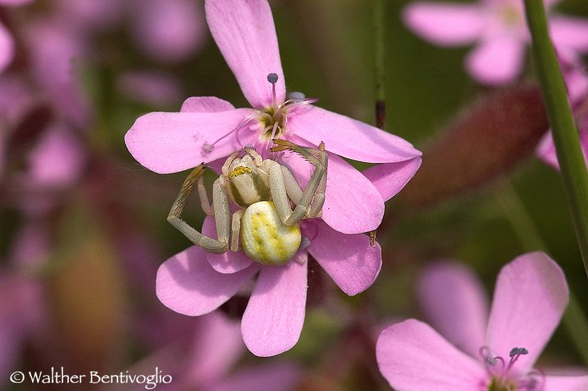 Nikon D2Xlens Nikon AF D Micro-nikkor 200 / 4 IF-ED Misumena vatia