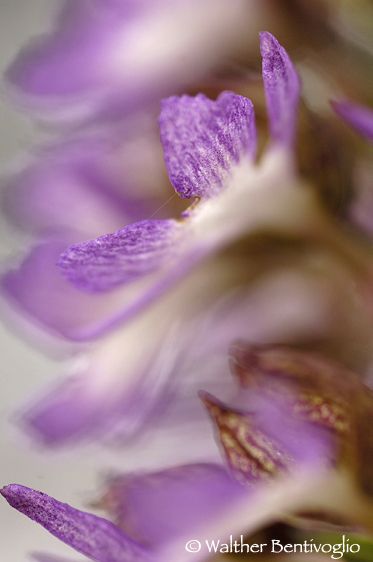 Nikon D2Xlens Nikon AF D Micronikkor 105 / 2.8 IF-ED Orchis purpurea