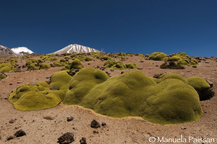 Nikon D300lens Nikon AF-S 14-24/2.8 EDParque Nacional Lauca - Chile Piante di Llareta (Laretia compacta)
