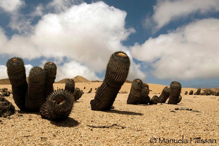 Nikon D300lens Nikon AF-S 14-24/2.8 G EDParque Nacional Pan de Azucar - Chile Cactus del deserto