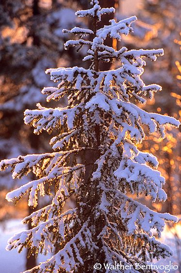 Luci del tramonto nella foresta