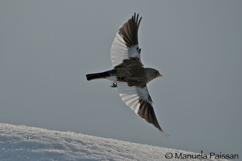 Nikon D300lens Nikon AF-S VR 200-400/4 G IF-EDBocca di Selva (VR) Fringuello alpino (Montifringilla nivalis)