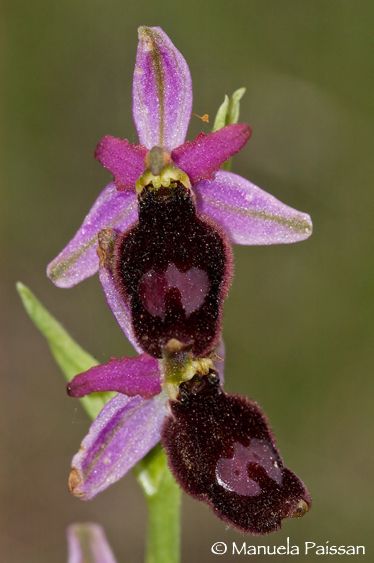 Nikon D100lens Nikon AF D Micro-nikkor 200 / 4 IF-ED Ophrys benacensis