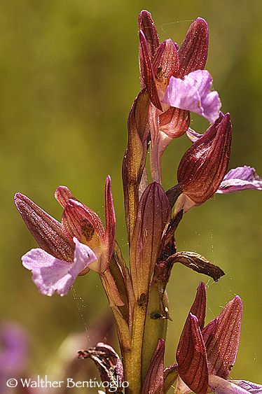 Orchis papilionacea