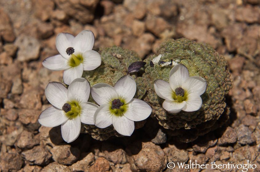 Nikon D2Xlens Nikon AF-S 24-70/2.8 IF-EDParque Nacional Lauca - Chile Cactus in fiore a 5500 mt.