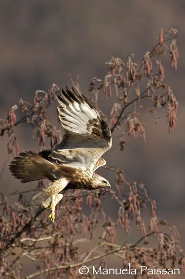 Poiana calzata (Buteo lagopus)