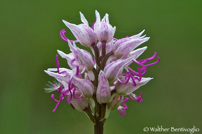 Nikon D2Xlens Nikon AF-S VR 200-400 / 4 IF-ED Orchis simia