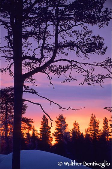 Luci dell'alba (Kuusamo)