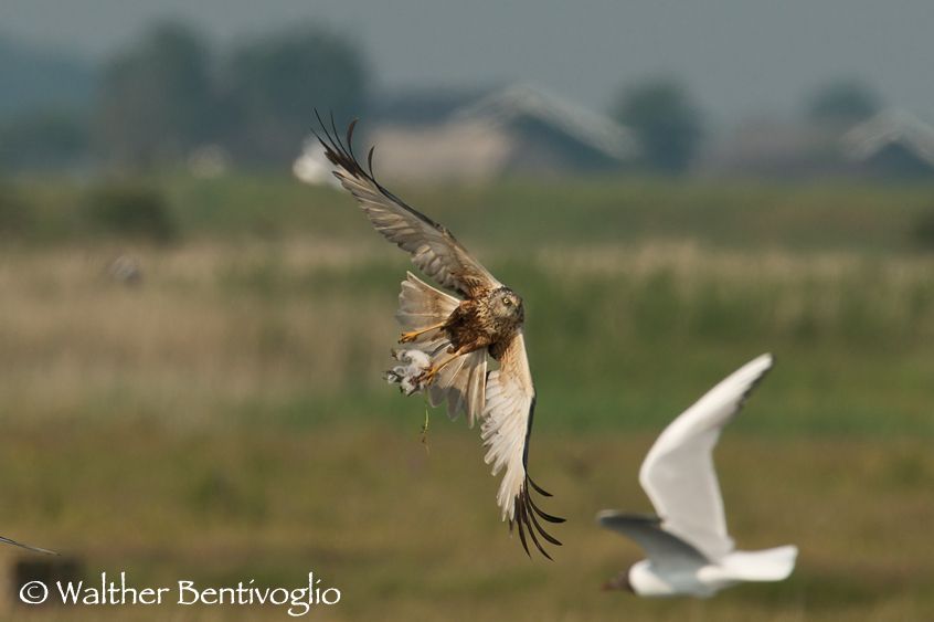 Nikon D300lens Nikon AF-S 600/4 IF-EDIsola di Texel - Olanda Falco di palude m. (Circus aeruginosus) in predazione