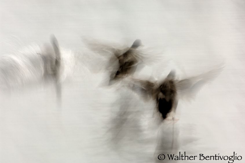 Nikon D2Xlens Nikon AF-S 200-400/4 VRLago di Caldonazzo (TN) Volo di germani