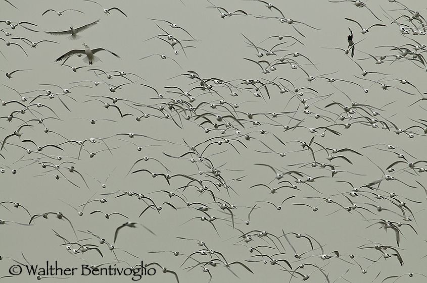 1r21___sterne_allarme_rapaci