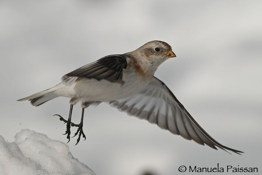 Nikon D300lens Nikon AF-S 300/4 IF-EDBocca di Selva (VR) Zigolo delle nevi f. (Plectrophenax nivalis)