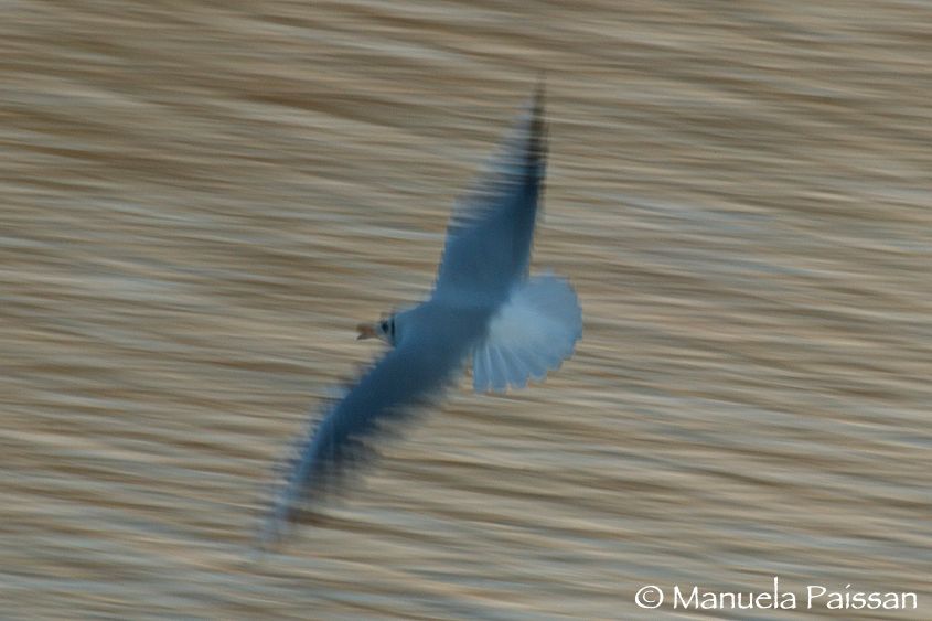 Nikon D200lens Nikon AF-S 300/4 IF-EDLago di Caldonazzo . Italia Gabbiano comune (Larus ridibundus)