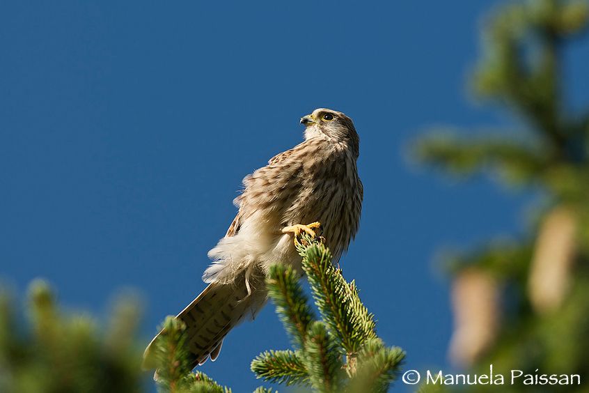 Gheppio (Falco tinnunculus)