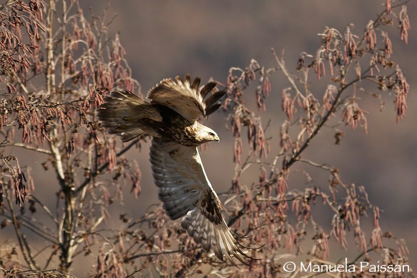 Poiana calzata (Buteo lagopus)