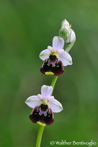 Nikon D300lens Nikon AF D Micro-nikkor 200 / 4 IF-ED Ophrys holoserica