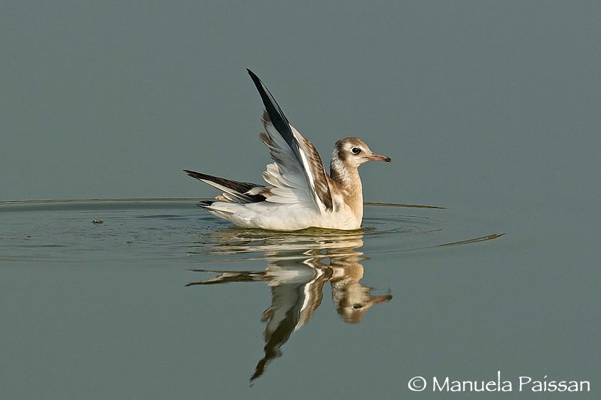 Nikon D300lens Nikon AF-S 600/4 IF-ED IIIsola di Texel -Olanda Gabbiano comune juv. (Larus ridibundus juv.)
