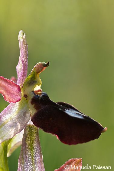Nikon D200lens Nikon AF D Micro-nikkor 105 / 2.8 IF-ED Ophrys benacensis