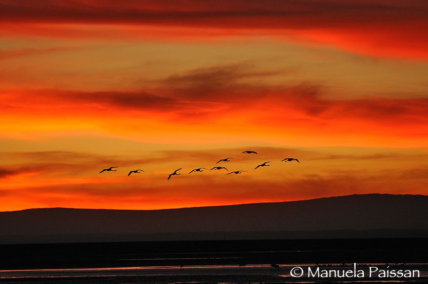 Nikon D300lens Nikon AF-S VR 70-200/2.8 G IF-EDLaguna Chaxa - Chile Fenicotteri al tramonto