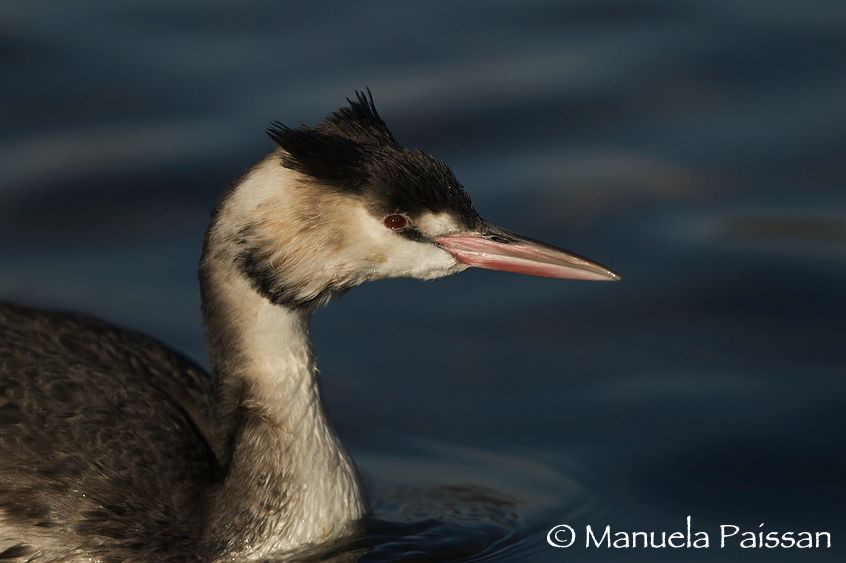 Nikon D200lens Nikon AF-S 300/3 IF-EDLago di Caldonazzo - Italia Ritratto