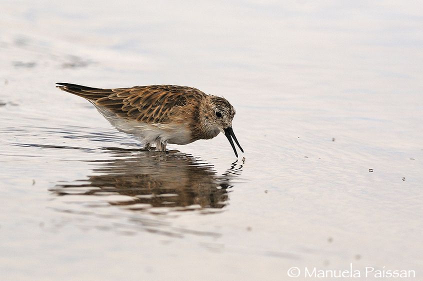 Nikon D300lens Nikon AF-S 300/4 IF-EDLaguna Chaxa - Chile Gambecchio di Baird (Calidris bairdii)