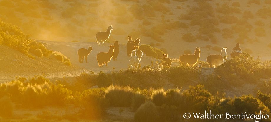 Nikon D300lens Nikon AF-S VR 200-400/4 IF-EDParque Nacional Lauca Alpaca al ritorno dal pascolo
