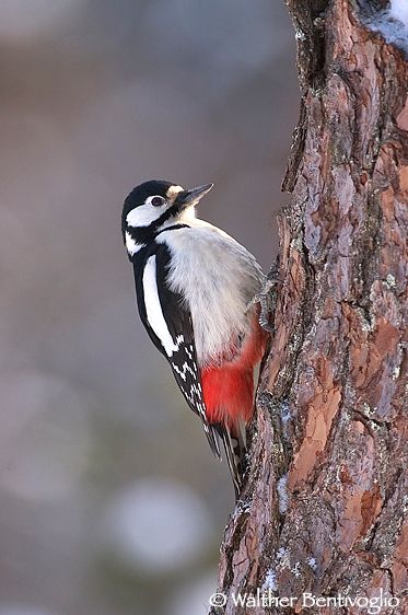 Picchio rosso maggiore (Picoides major)