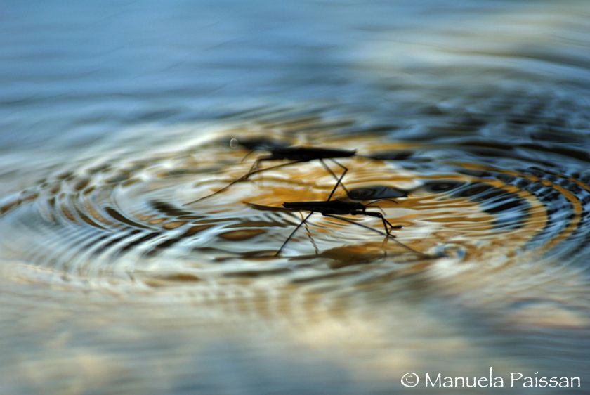 Nikon D200lens Nikon AF-S 300 / 4 IF-ED Danza delle silfidi