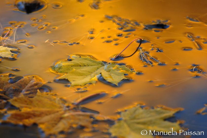 Nikon D200lens Nikon AF-S 300/4 IF-EDParco di Paneveggio (TN) Riflessi autunnali
