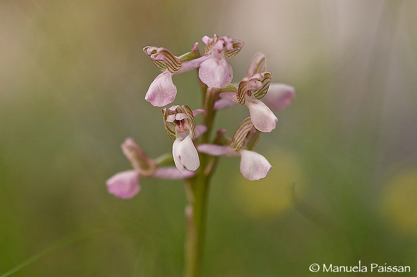 Nikon D100lens Nikon AF D Micro-nikkor 105 / 2.8 IF-ED Orchis morio