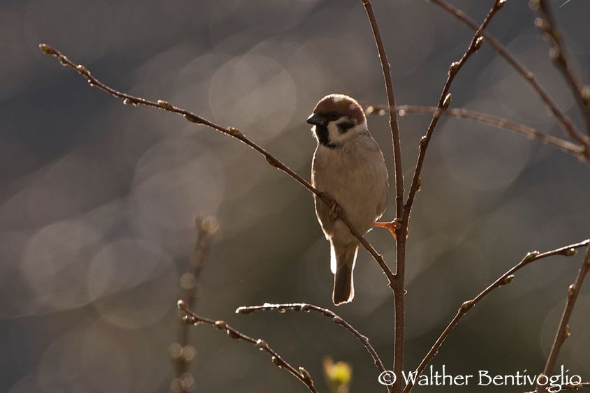 Nikon D100lens Nikon AF-S 200-400/4 G IF-ED Passera mattugia (Passer montanus)