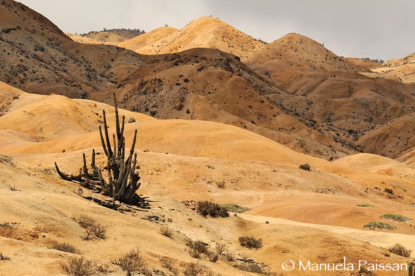 Nikon D300lens Nikon AF-S 300/4 IF-EDParque Nacional Pan de Azucar -Chile Deserto con cactus