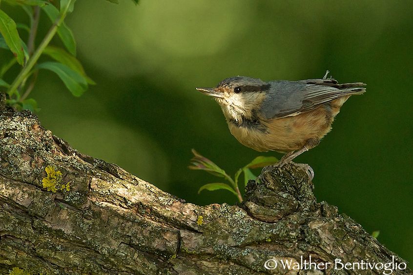 Nikon D3Slens Nikon AF-S 600/4 IF-ED IILago di Caldonazzo (TN) Picchio muratore (Sitta europaea)