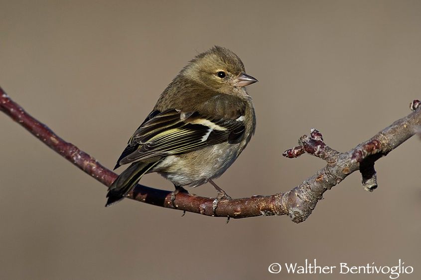 Nikon D3Slens Nikon AF-S VR II 300/2.8 G IF-ED  x 2Val di Cembra (TN) Fringuello f. (Fringilla coelebs)