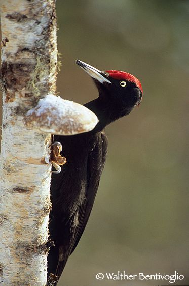 Picchio nero (Dryocopus martius)