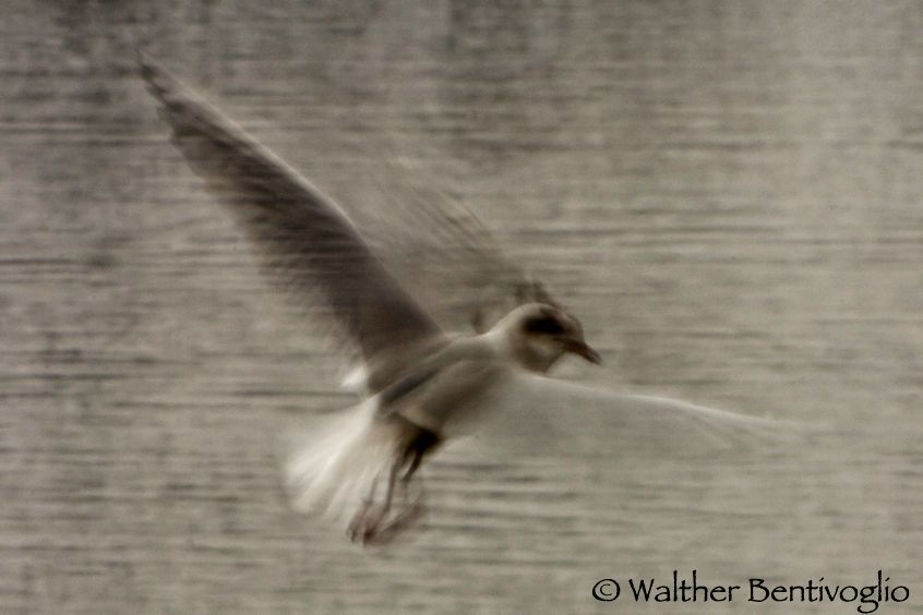 Nikon D2Xlens Nikon AF-S VR 200-400/4 IF-EDLago di Caldonazzo - Italia 1_DSC0299