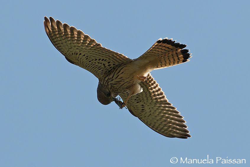 Gheppio (Falco tinnunculus)